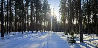 48. Alutaguse Maratoni rada kulgeb üle kolme jäätunud järve 48. alutaguse maraton kulgeb mööda imelist männimetsa